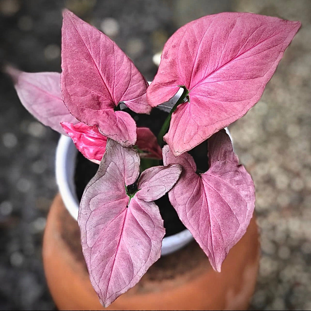 syngonium pink perfection for sale, syngonium pink perfection buy online, syngonium pink perfection price, syngonium pink perfection shop