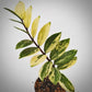 zamia variegata for sale, zamia variegata buy online, zamia variegata price, zamia variegata shop