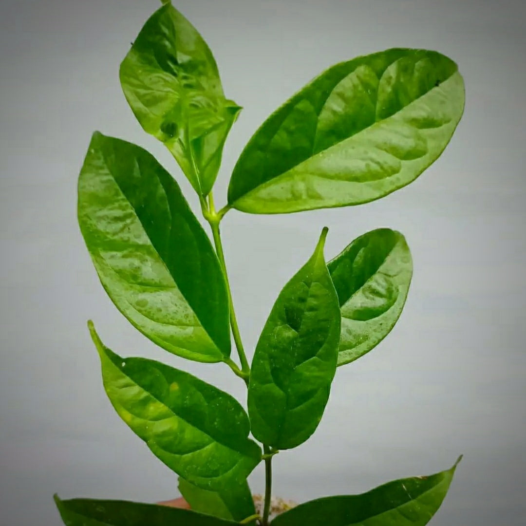 Hoya Danumensis ssp Danumensis For Sale | Hoya Danumensis ssp Danumensis Seeds
