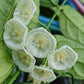 Hoya Danumensis ssp Danumensis For Sale | Hoya Danumensis ssp Danumensis Seeds