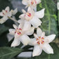 Hoya Elliptica For Sale | Hoya Elliptica Seeds