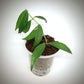 Hoya Globulifera For Sale | Hoya Globulifera Seeds