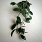 Hoya Lacunosa Black For Sale | Hoya Lacunosa Black Seeds