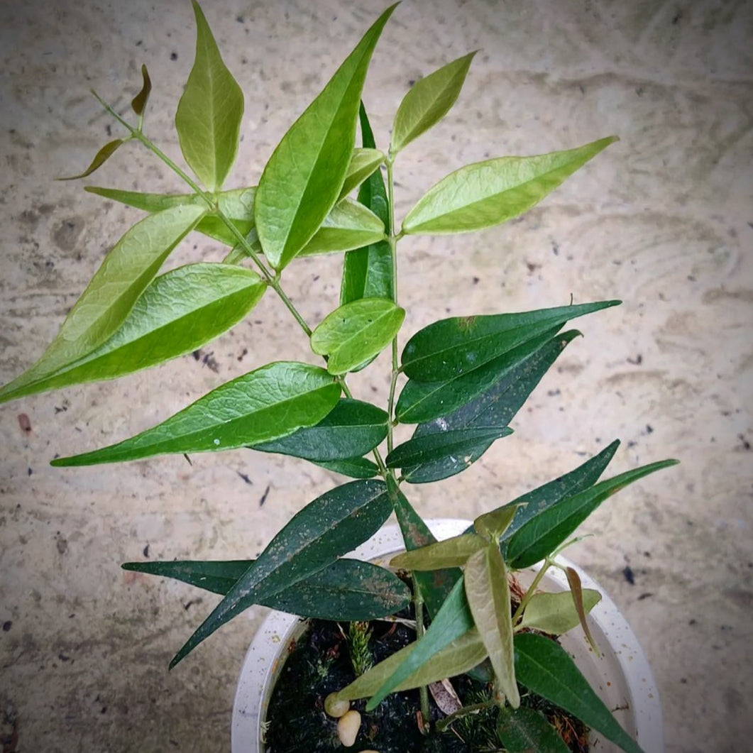 Hoya Leucantha For Sale | Hoya Leucantha Seeds