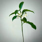 Hoya Multiflora For Sale | Hoya Multiflora Seeds